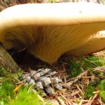 SAM_4861 - Kopie SAM_4861 - Kopie