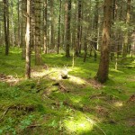 SAM_4884 - Kopie SAM_4884 - Kopie