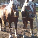 img_20170326_174108-kopie