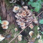 img_0472-kopie img_0472-kopie