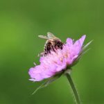 2019-06-09 - Sortie bus CV à Trossingen (108) - Kopie